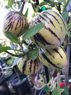 RudraECOM Papaya Plant