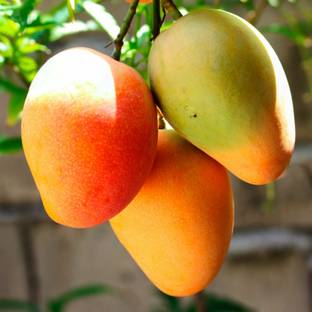 Exotica Glenn Mango Plant