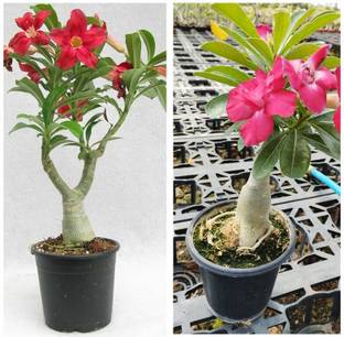 GreenyOn Adenium Plant