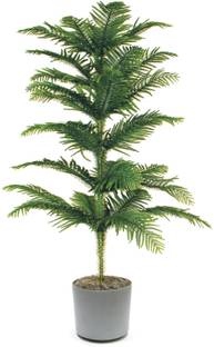 pankaj nursery Christmas Tree Plant
