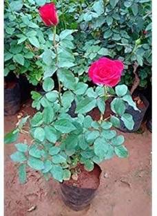nursery house Rose Plant