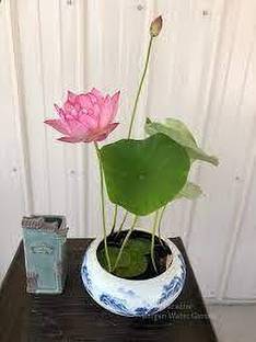 RoyPlants Lotus Plant