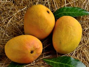 greenhousestore Mango Plant