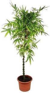 Platone Two Layer Bamboo Plant