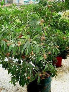 Ukanda Chiku Plant