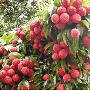 My Dream Nursery Litchi Plant