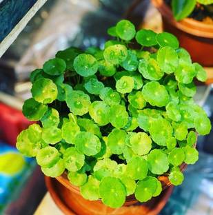 KUMUBON Water Pennywort