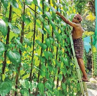 My Dream Nursery Betel Leaf Plant