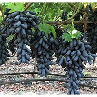 Greenlive traders ZZ Plant