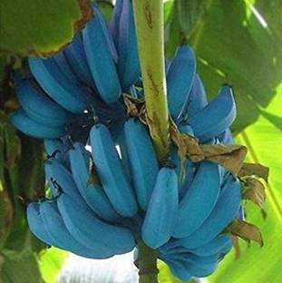 Fulmala Nursery Banana Plant