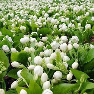 Selpline Jasmine Plant