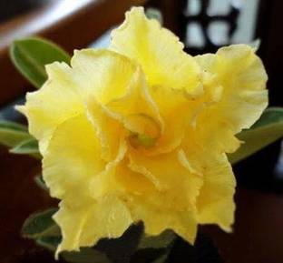 DIPA Adenium Plant