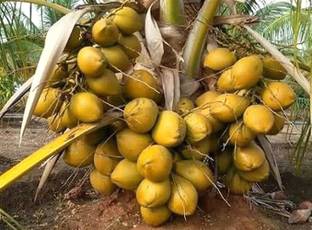 ukandagarden Coconut Plant