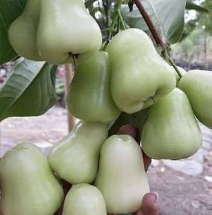 KrishnaNursery Jamun Plant