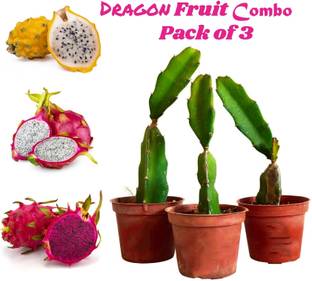 AloGardening Dragon Tree