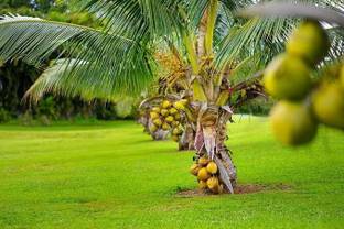 SBGARDEN Coconut Plant