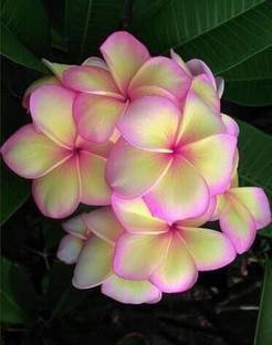 greenhousestore Plumeria Plant