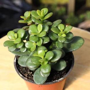 ABEFARIYA Jade Plant