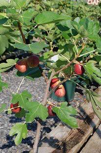 Cloud Farm Gular/Cluster Fig Plant