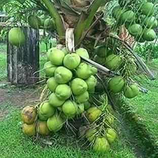 PLANTSBAZAR Coconut Plant
