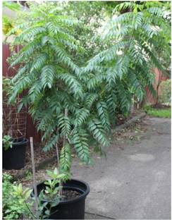 greenhousestore Curry Leaf Plant