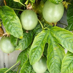 Cloud Farm Passion Plant