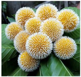 क्लाउड फार्म कदम प्लांट पौधा