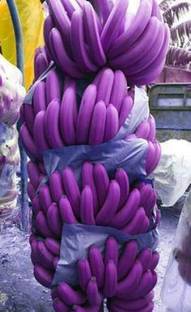 FURYHUB Banana Plant