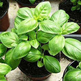 Cloud Farm Basil Plant