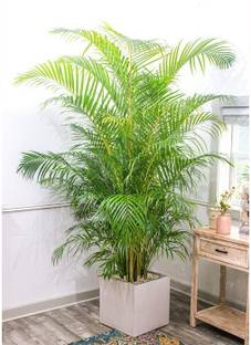 Cloud Farm Areca Palm