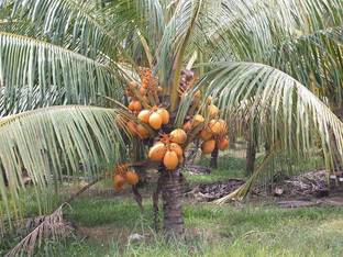 the green dotcom Coconut Plant