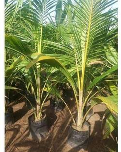 KrishnaNursery Coconut Plant