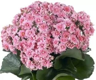 ak greenery Kalanchoe Plant