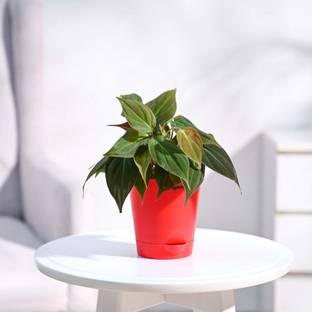 UGAOO Philodendron Micans Plant