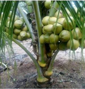 Fulmala Nursery Coconut Plant