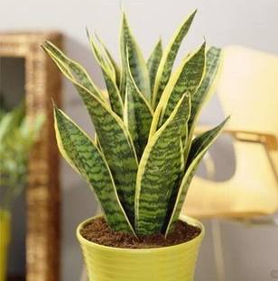 greenhousestore Snake Plant