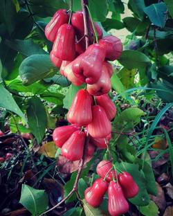 greenhousestore Java Plum Plant