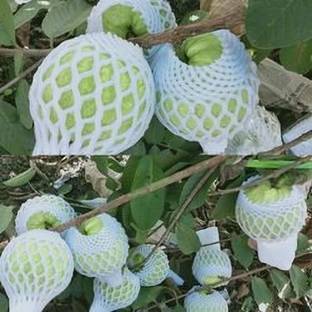 FasanGreen Guava Plant