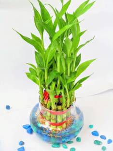 GeenLk Golden Money Plant