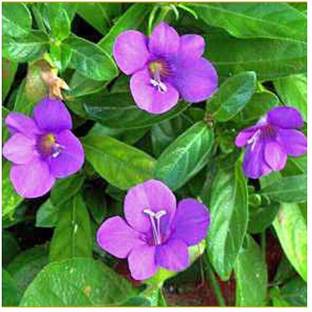 Platone Baleria Plant