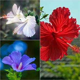 AloGardening Hibiscus Plant