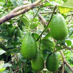 North AM Lemon Plant