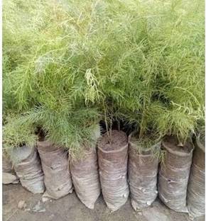 greenhousestore Shatvari Plant