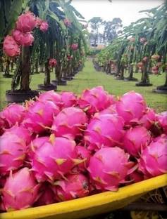 Cloud Farm Dragon Tree