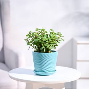 UGAOO Jade Plant