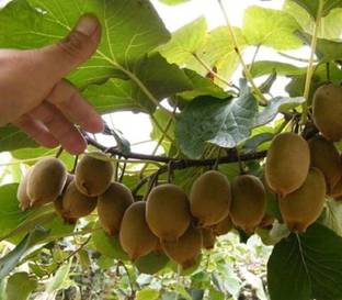 GreenyOn Kiwi Plant