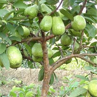 M-Technologies Guava Plant