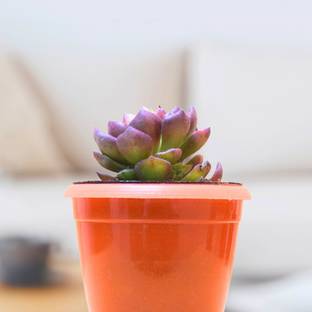 NurseryRoots Exotic Succulent