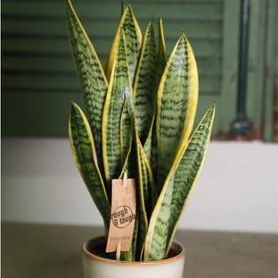 Agacha Snake Plant