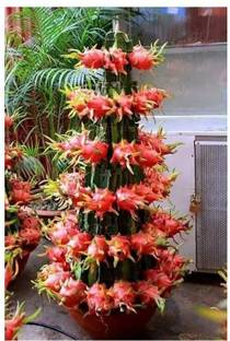 MFF Dragon Tree